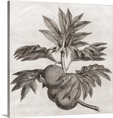 Breadfruit, 18th century plate