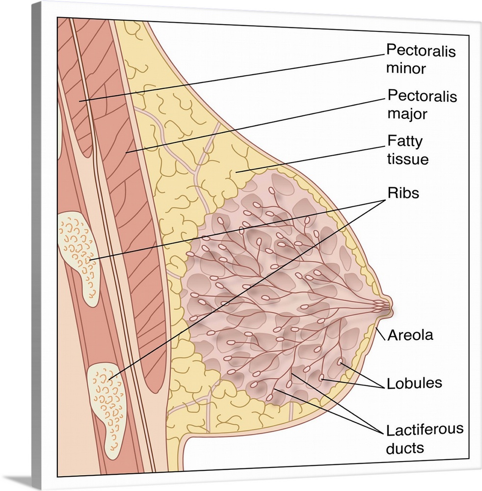 Breast anatomy. Artwork of a vertical cross-section through a female breast seen from the side. At lefht are the ribs are ...