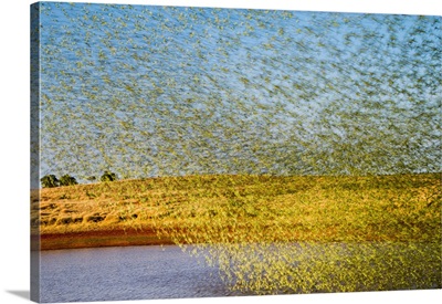 Budgerigars Flocking To Find Water, Australia