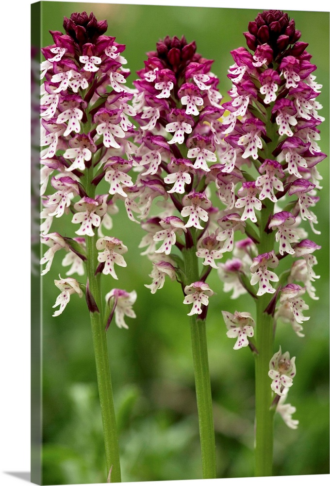 Burnt orchid (Orchis ustulata) flowers.