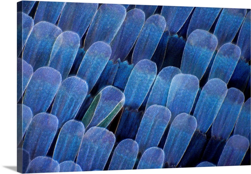 Butterfly wing scales. Macro photograph of scales on the wing of a common morpho (Morpho peleides) butterfly. The colour o...