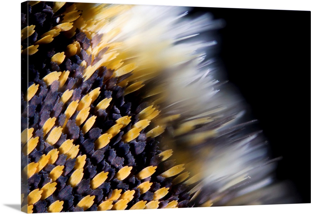 Butterfly wing scales. Light micrograph of scales on the wing of an orange tip (Anthocharis cardamines) butterfly. The col...