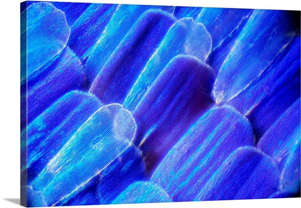 Butterfly wing scales. Light micrograph of scales on the wing of a butterfly. The colour of a butterfly or moth's wing can...