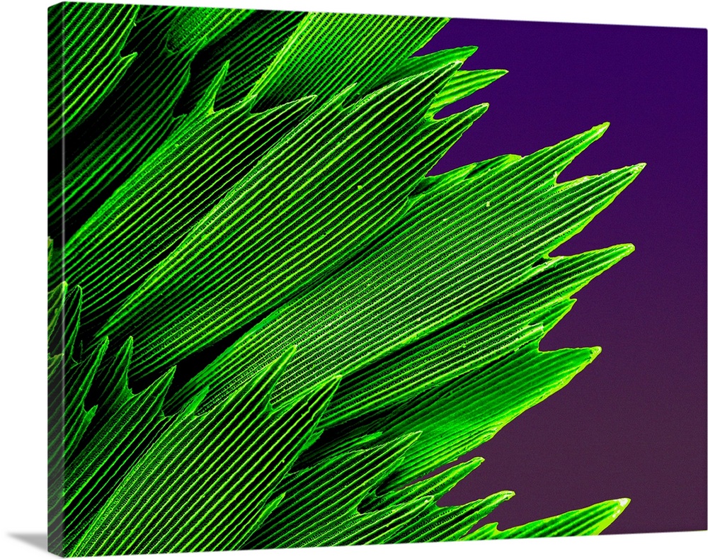 Butterfly wing scales. Coloured scanning electron micrograph (SEM) of scales from the wing of an emerald swallowtail butte...