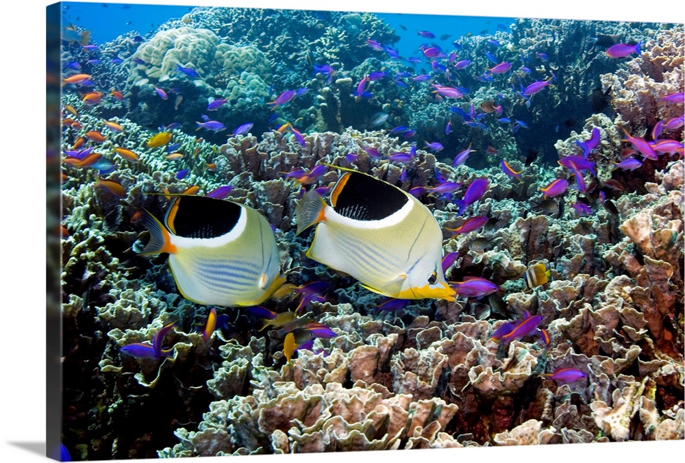 Butterflyfish (family Chaetodontidae) and purple anthias fish (Pseudanthias tuka, purple) schooling over corals. Photograp...