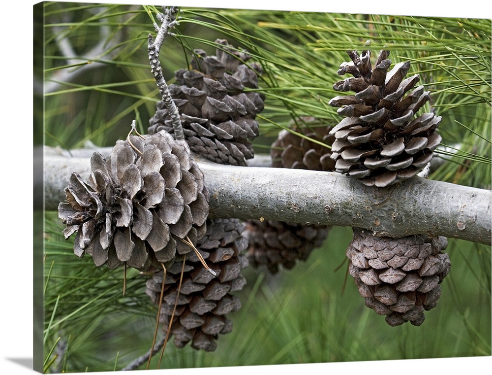 Calabrian pine cones (Pinus brutia). Photographed in Greece, in spring.
