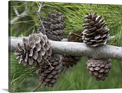 Calabrian pine (Pinus brutia)