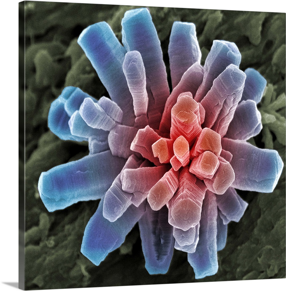 Calcium phosphate crystal, coloured scanning electron micrograph (SEM). Crystalline materials have their atoms placed in r...