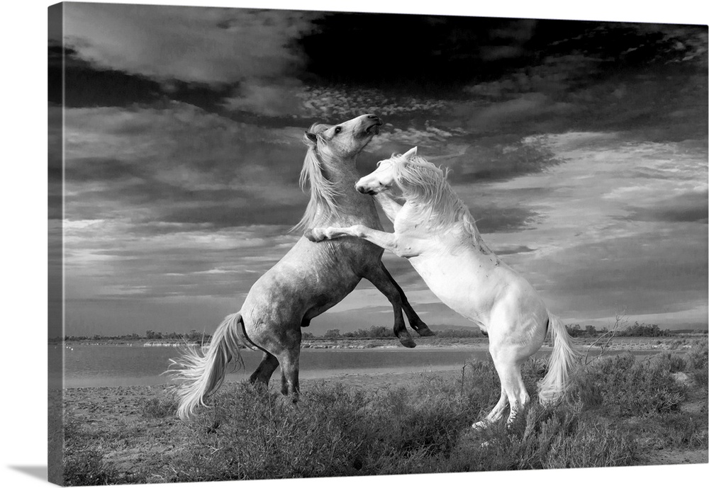 Camargue horses fighting. This horse is a local breed of the horse (Equus ferus caballus). The Camargue horse, which may d...