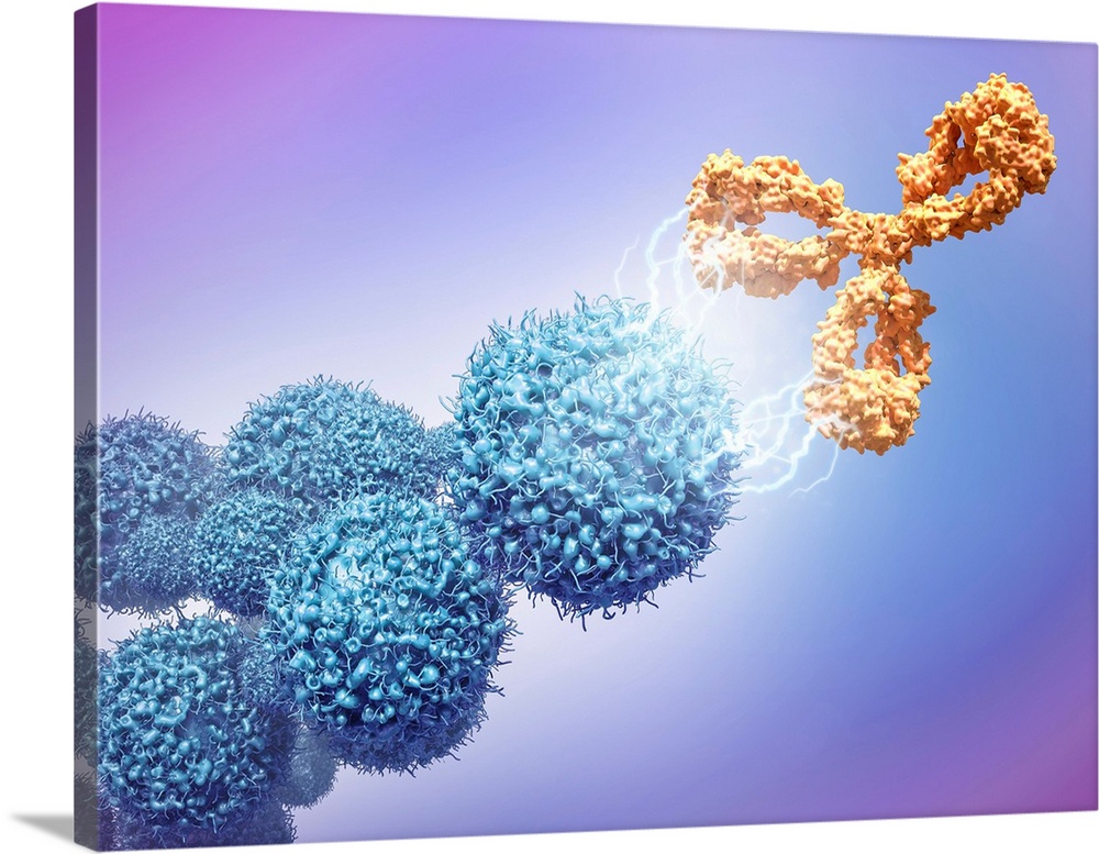 Cancer drug attacking cancer cells. 3D computer illustration of the monoclonal antibody drug cetuximab (orange) attacking ...