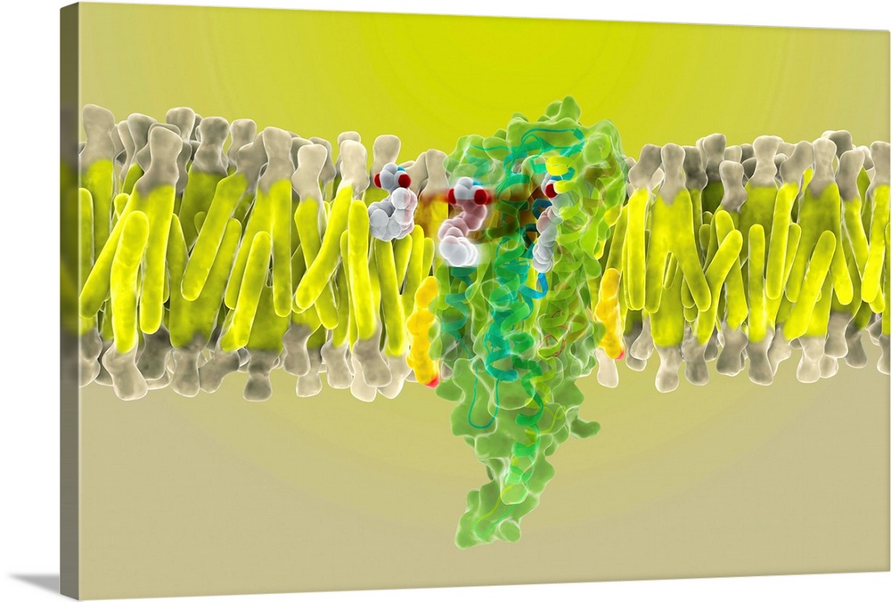 Cannabinoid receptor binding. Molecular model of an anandamide molecule (mostly white, centre right) binding to a cannabin...