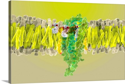 Cannabinoid receptor binding, artwork