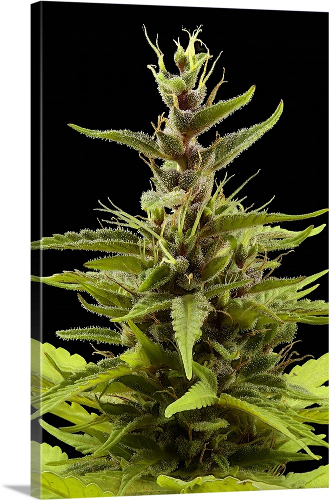 Female flowers on a Cannabis sativa plant. The cannabis plant is dioecious, with the male and female flowers being produce...