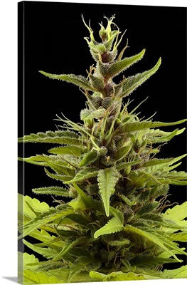 Cannabis Sativa Flower