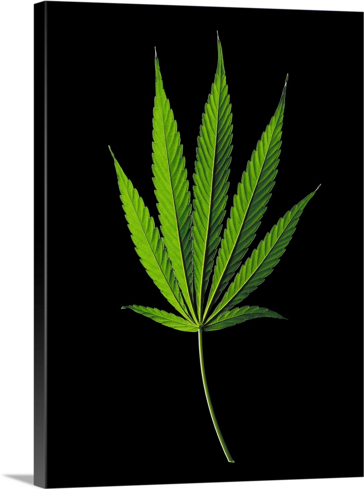 Marijuana (Cannabis sativa indica) leaf.