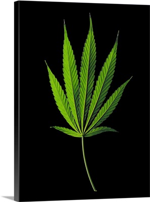 Cannabis Sativa Indica Leaf