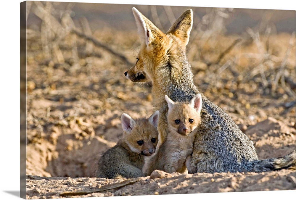 Cape fox (Vulpes chama) mother and young. Female cape foxes give birth to a litter of between 3 and 6 pups after a gestati...