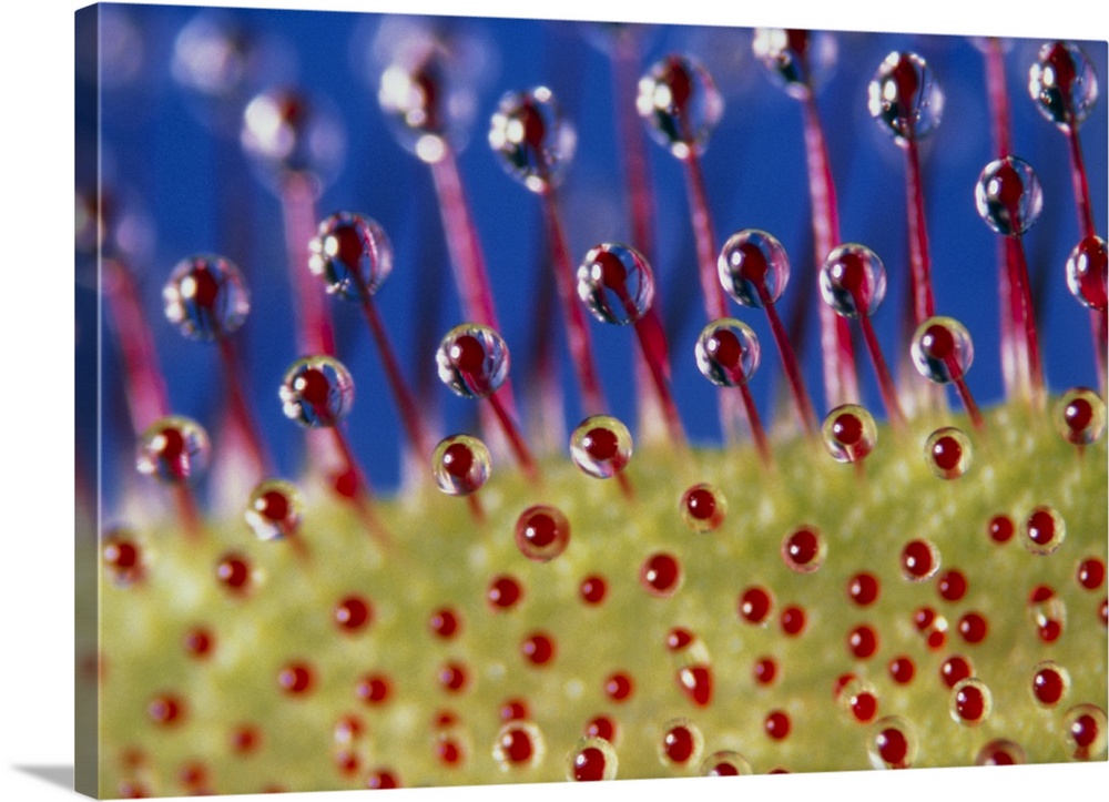 Cape sundew. Macrophotograph of a leaf of a cape sundew, Drosera capensis. The stalked secretory glands (red) are seen. Th...