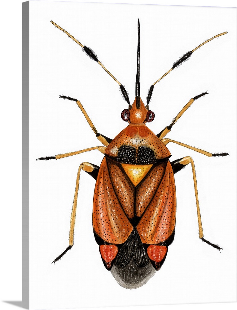 Capsid bug (Deraecoris ruber), artwork. This predatory species of capsid bug measures between 6.5-7.5mm long. Its bright c...
