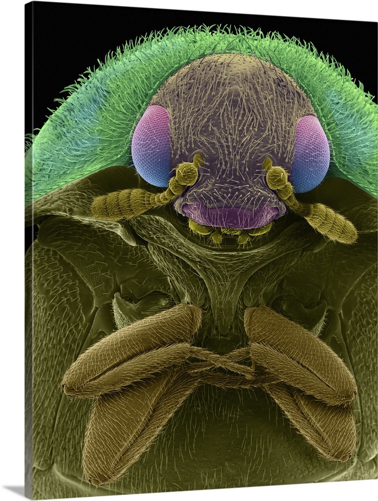 Coloured scanning electron micrograph (SEM) of the head and thorax of a black carpet beetle (Attagenus megatoma). The larv...