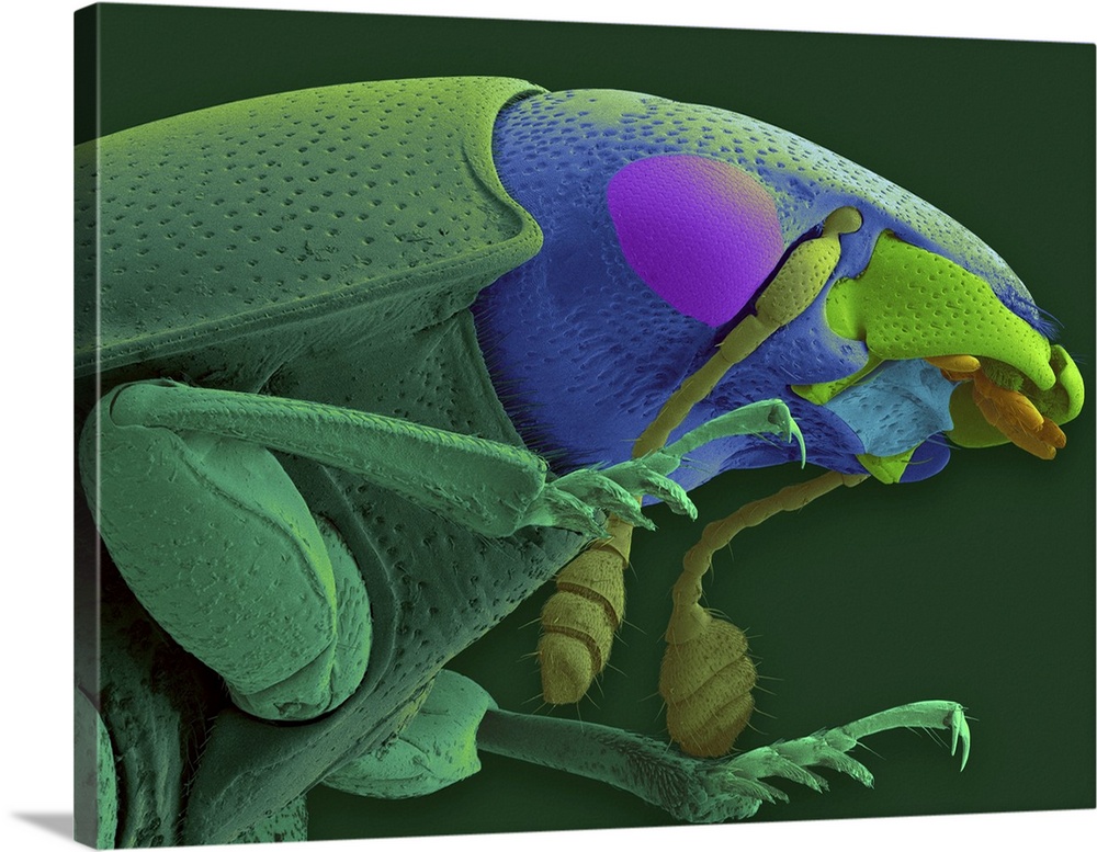 Coloured scanning electron micrograph (SEM) of Carrion (sexton) beetle head and thorax (Cryptarcha sp.). The genus Cryptar...