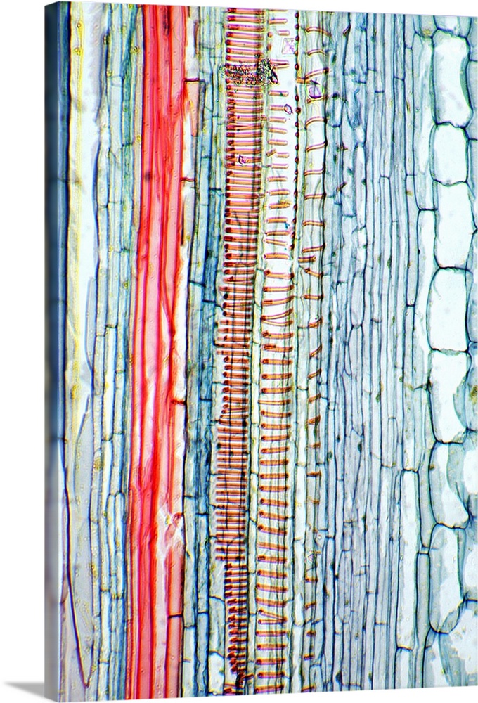 Castor oil stem. Light micrograph of a longitudinal section through the stem of a castor oil (Ricinus communis) plant. At ...