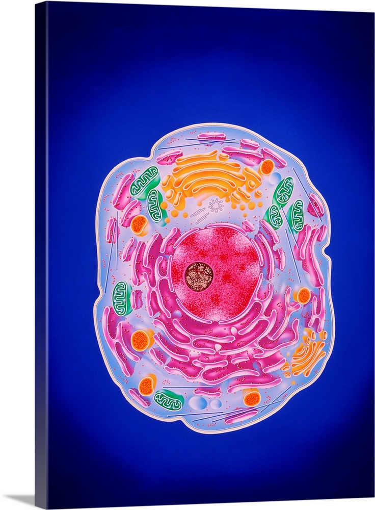 Cell structure. Illustration of the ultrastructure of a typical cell. Components of this cell are in three-dimensions and ...