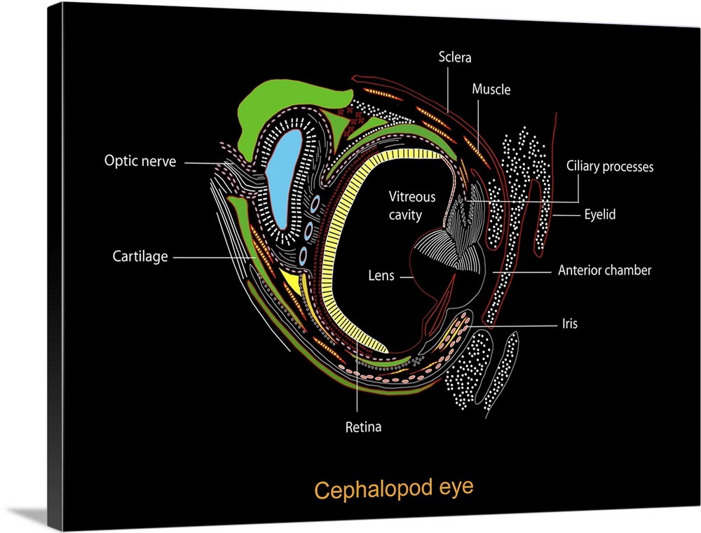 Cephalopd eye. Computer artwork showing a cross-section through the eye of a cephalopod. The cephalopod eye is very simila...