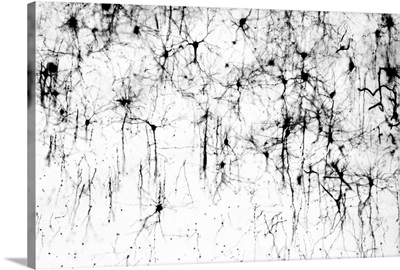 Cerebral cortex nerve cells