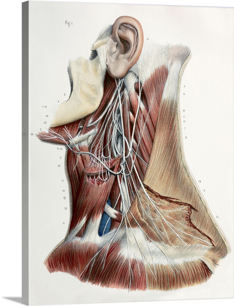 Cervical spinal nerves. This anatomical artwork is figure 1, plate 47 from volume 3 (1844) of 'Traite complet de l'anatomi...