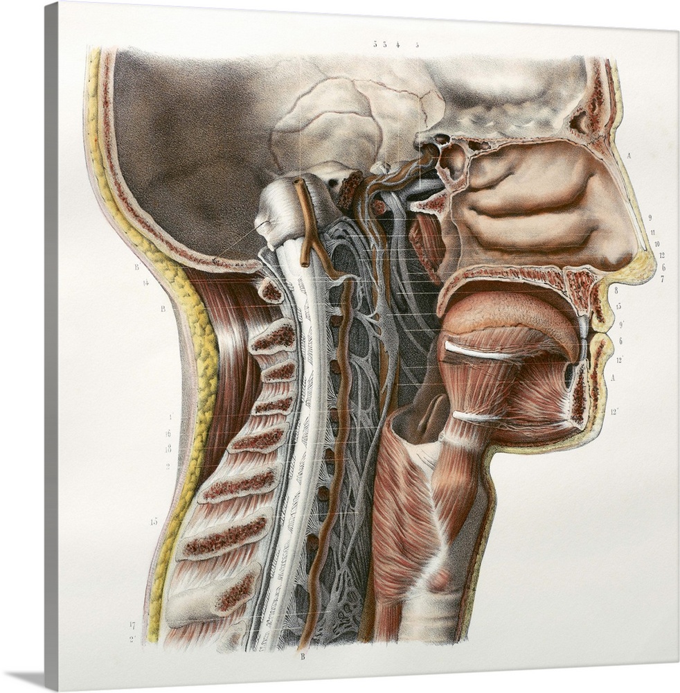 Cervical spinal nerves. This anatomical artwork is plate 92 from volume 3 (1844) of 'Traite complet de l'anatomie de l'hom...