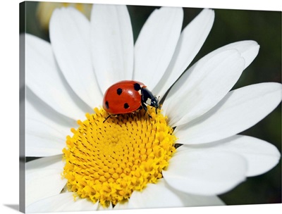 Chamomile flower and ladybird