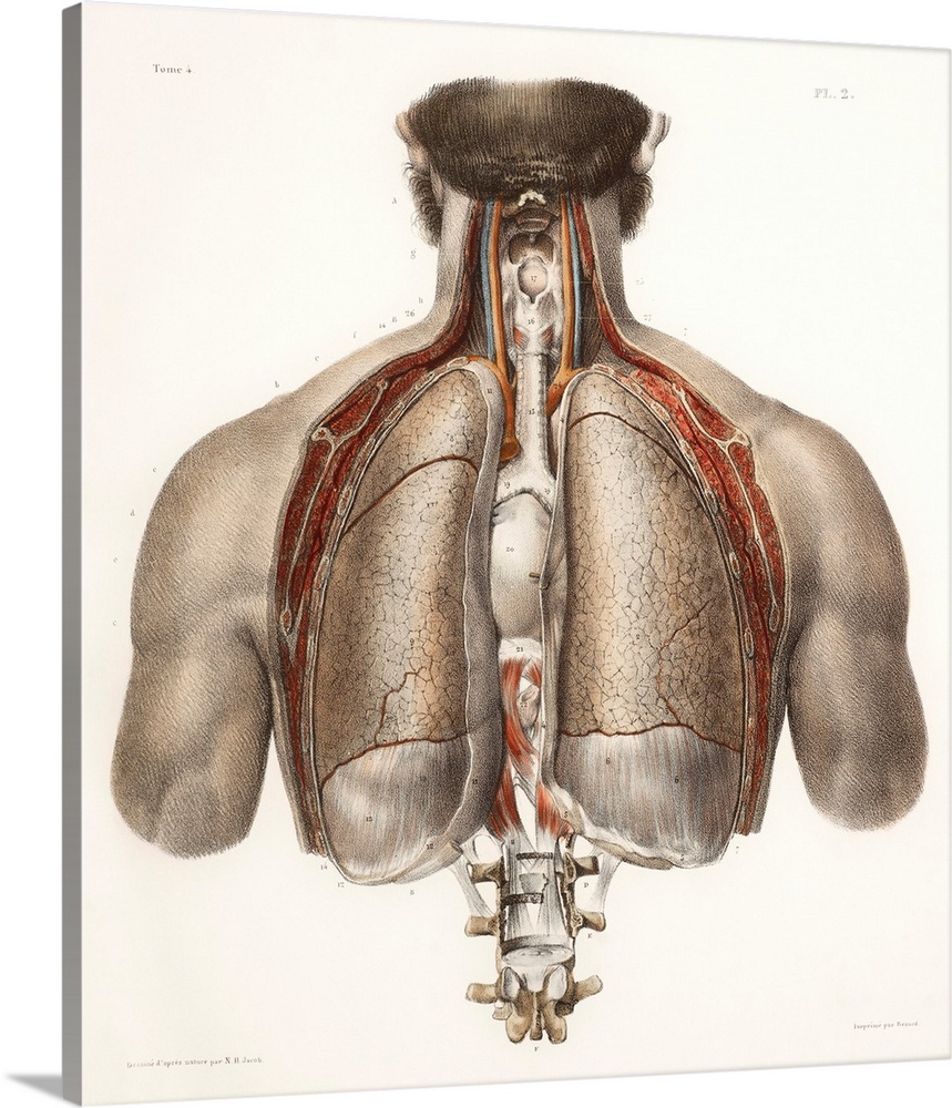 Chest anatomy, 19th Century illustration. Historical hand coloured lithographic print showing the lungs (centreleft and ri...