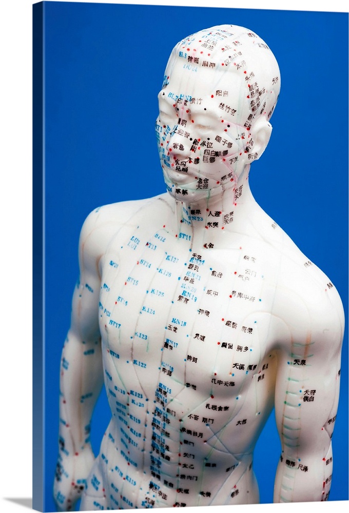 Chinese acupuncture model. Front view of a male Chinese acupuncture model, with marking and numbers and Chinese labels to ...