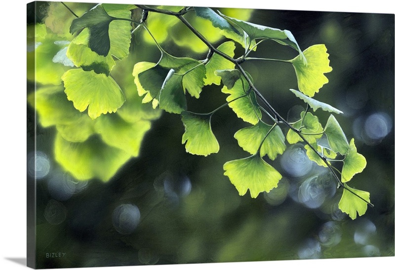 Chinese Maidenhair Tree (Ginkgo Biloba) | Great Big Canvas