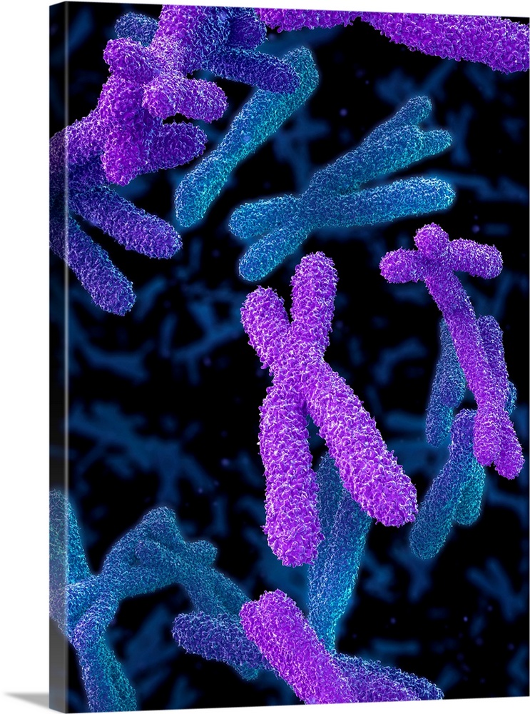 Chromosomes. Computer illustration of human chromosomes. Chromosomes are composed of deoxyribonucleic acid (DNA) and conta...