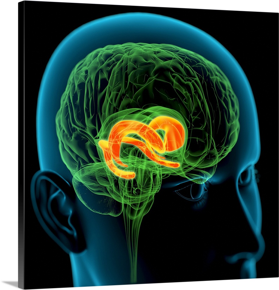 Cingulate gyrus in the brain. Computer artwork of a person's head showing the brain inside. The highlighted area shows the...