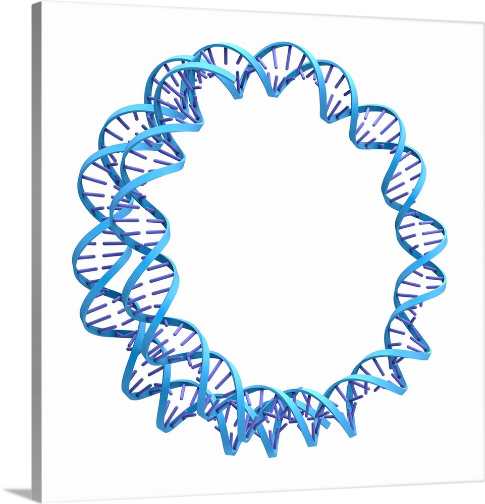 Circular DNA (deoxyribonucleic acid) molecule, computer artwork.