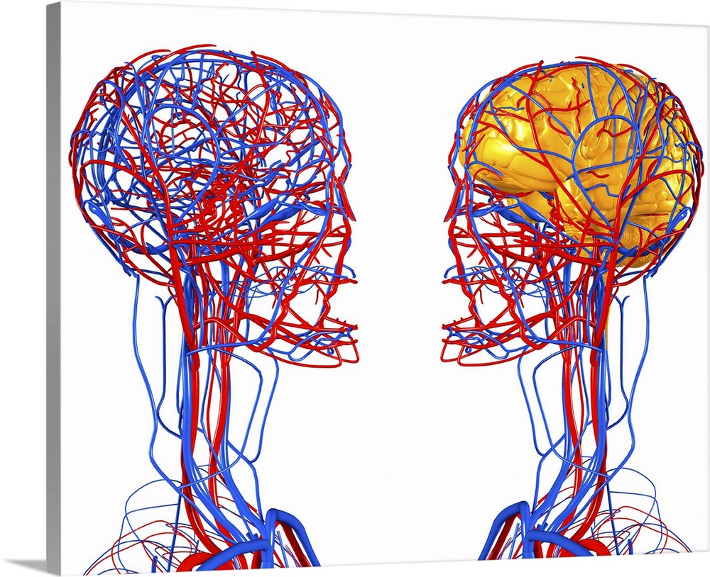 Circulatory system and brain. Computer artwork showing the blood vessels of the head and neck. Also seen is the brain (yel...