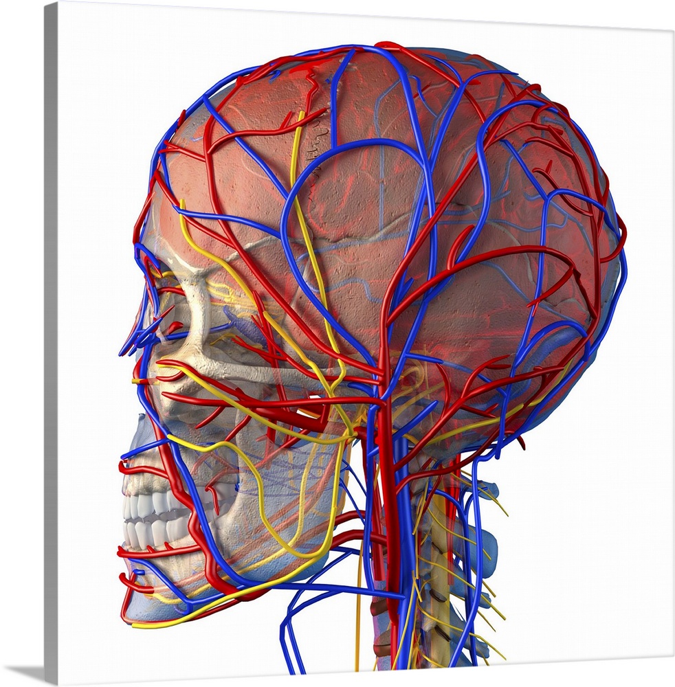 Circulatory system and brain. Computer artwork showing the blood vessels (blue and red) and bones (white) of the head and ...