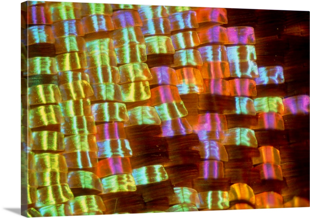 Close-up of the wing of the butterfly Urania madagascariensis, showing the glowing colours of the scales which cover the w...