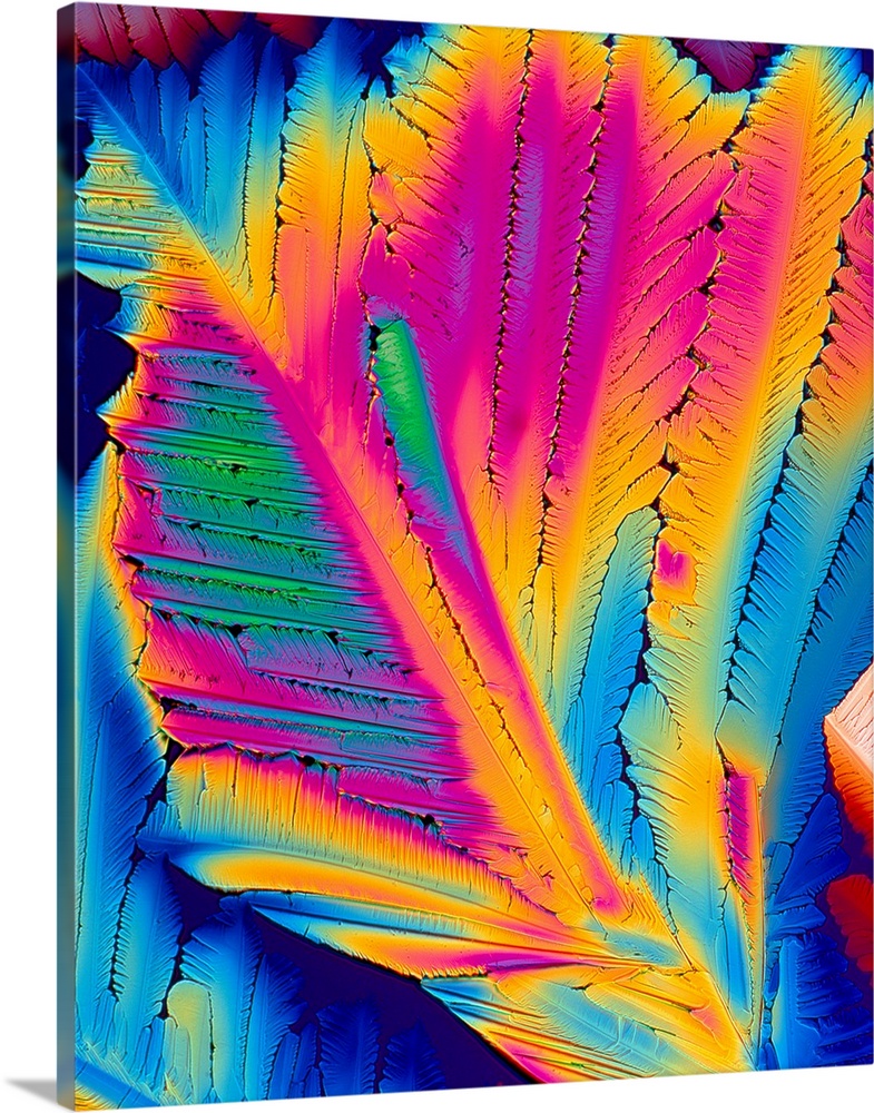 Polarised light micrograph of crystals of the co- enzyme nicotinamide adenine dinucleotide (NAD). This is an extremely imp...