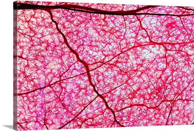 Colon blood vessels, light micrograph