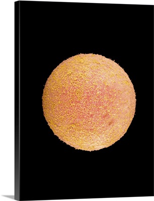 Coloured SEM of a fertilized human egg (zygote)