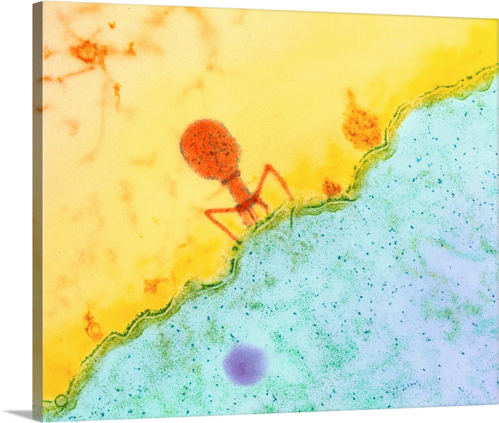 Bacteriophage. Coloured transmission electron micrograph of a T4 bacteriophage (orange) after injecting its viral DNA into...