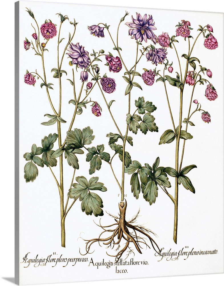 Columbine flowers. 17th century artwork of flowers from three columbine (Aquilegia sp.) plants. These plants are used in h...