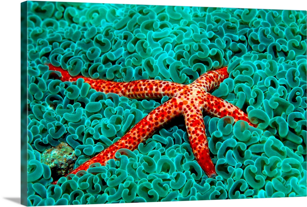 Vibrant sea star laying amongst cool toned coral.