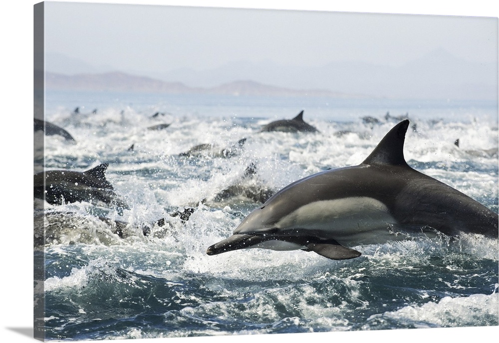 Common dolphins (Delphinus delphis) fleeing an attack from killer whales.
