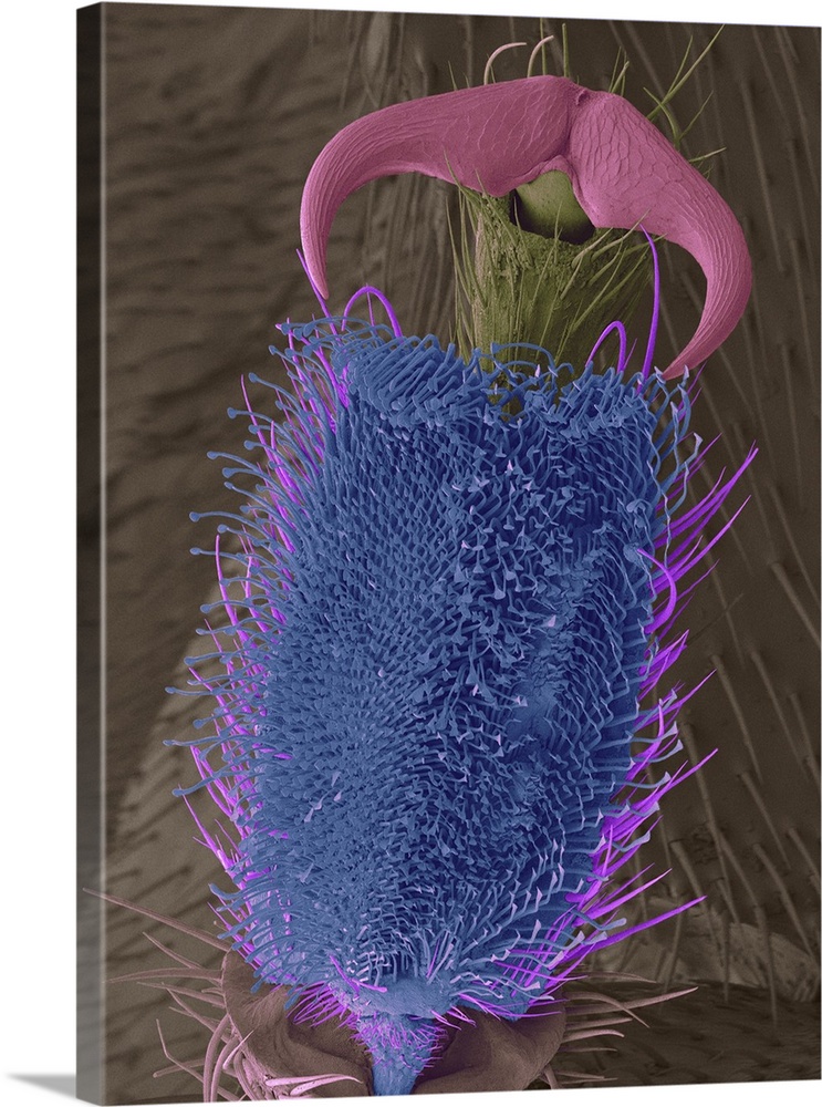 Coloured scanning electron micrograph (SEM) of Common firefly leg tarsus, pulvillar pad and claw (Photinus pyralis). Photi...