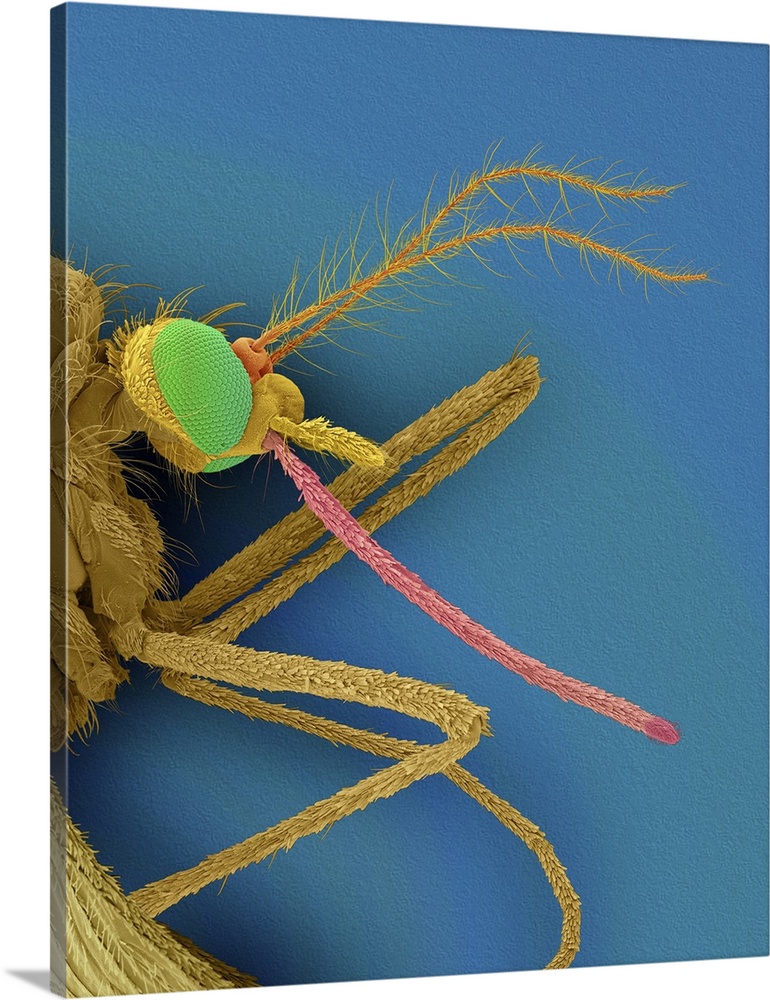 Coloured scanning electron micrograph (SEM) of Common house mosquito (Culex pipiens). A female mosquito with prominent ant...